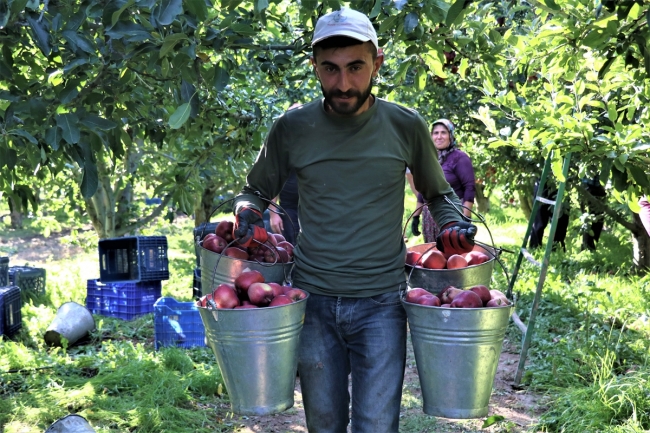 Batı Akdeniz'in elma ihracatı yüzde 784 arttı