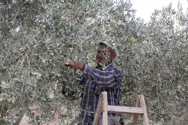 Batı Şeria’daki zeytin hasadında Yahudi yerleşimci korkusu