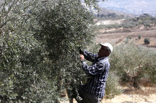 Batı Şeria’daki zeytin hasadında Yahudi yerleşimci korkusu