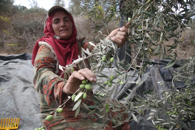 Batı Şeria’daki zeytin hasadında Yahudi yerleşimci korkusu