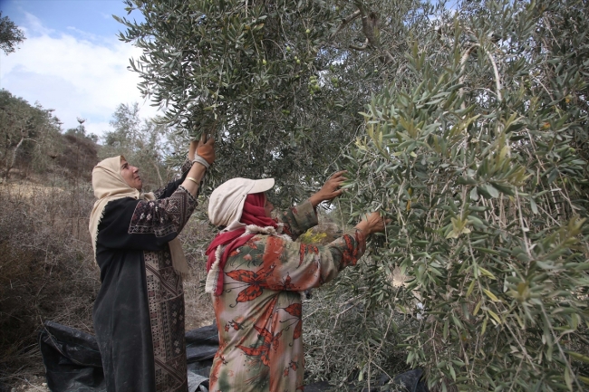 Batı Şeria’daki zeytin hasadında Yahudi yerleşimci korkusu