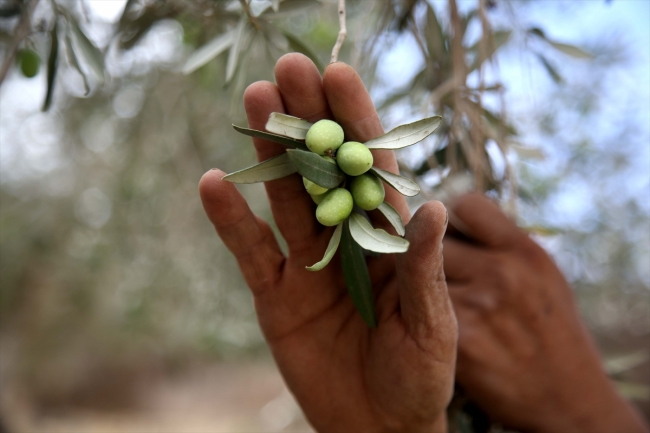 Batı Şeria’daki zeytin hasadında Yahudi yerleşimci korkusu