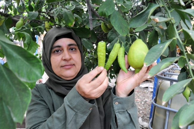 Hatay'da biber görünümlü limonlar dikkat çekiyor