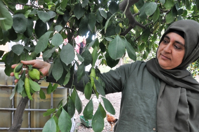 Hatay'da biber görünümlü limonlar dikkat çekiyor