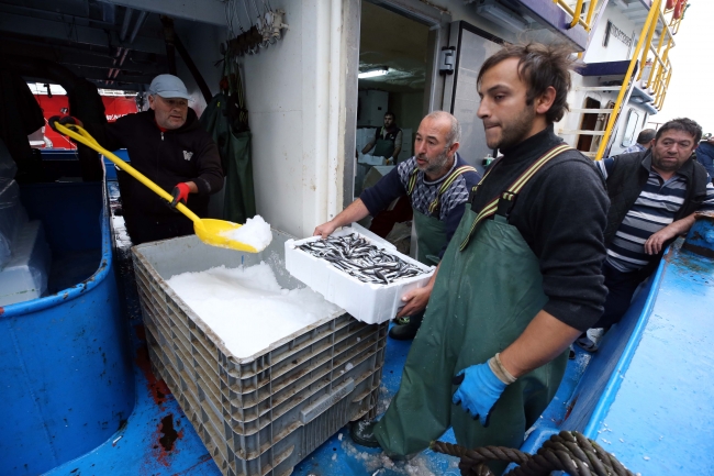 Akçakoca'da balıkçılar 4 günde 500 ton hamsi avladı