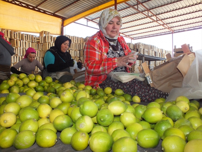 Mersin'de üreticiler limonu yaza saklıyor