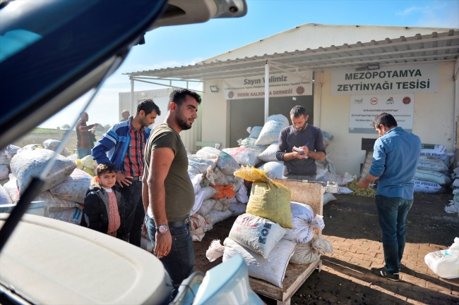 Mardin'in Derik zeytininde "bereket yılı"