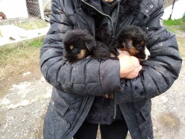 Dere yatağında mahsur kalan yavru köpekleri itfaiye kurtardı