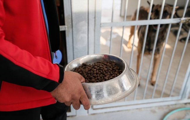 Hayat kurtaran köpekler özenle yetiştiriliyor