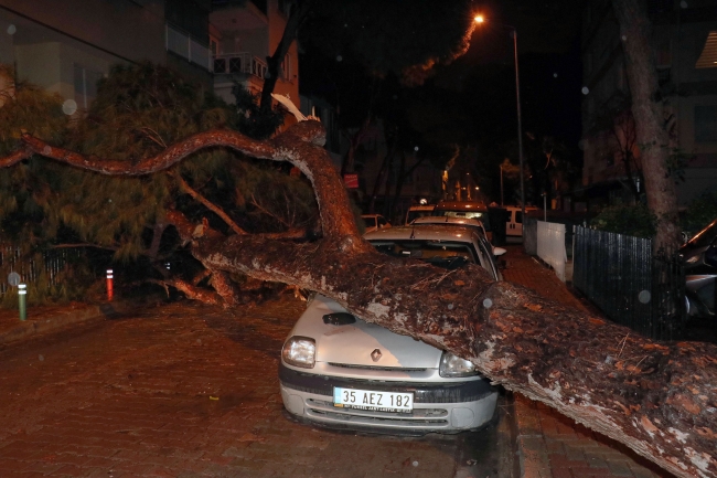 Yerinden sökülen ağaç otomobilin üzerine devrildi