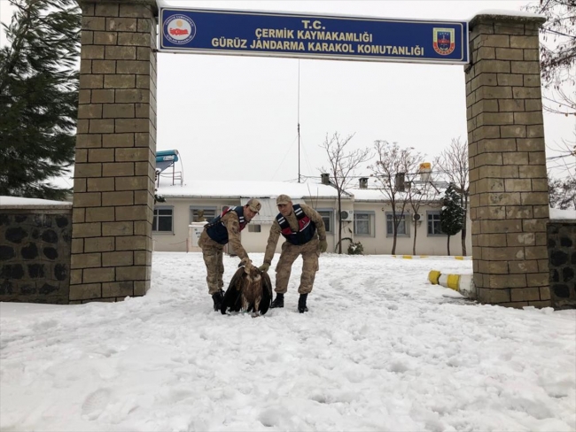 Yaralı akbabayı donmak üzereyken Mehmetçik buldu