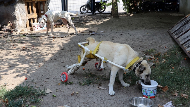 Plastik borularla yapılan yürüteç ayakları oldu