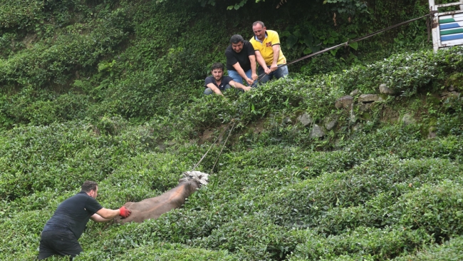 Rize'de kaçan kurbanlık zor anlar yaşattı