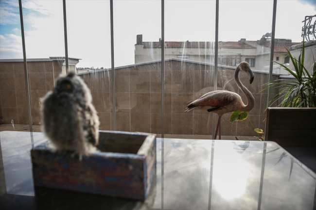 Yaralı flamingoya ve yavru baykuşa evini açtı