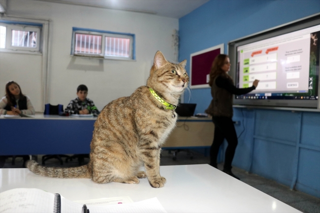 Okulun yeni öğrencisi "Tarçın"