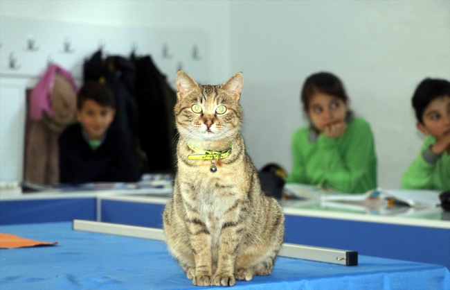 Okulun yeni öğrencisi "Tarçın"