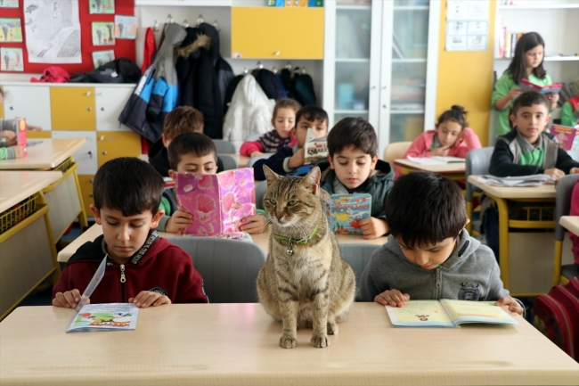 Okulun yeni öğrencisi "Tarçın"