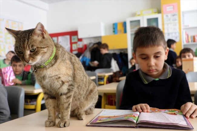 Okulun yeni öğrencisi "Tarçın"