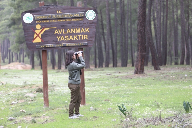 Antalya'da hayvanat bahçesinden kaçan kurt ormanlık alanlarda aranıyor