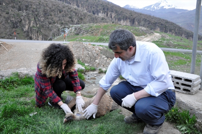 Bitkin halde bulunan akbaba tedavi altına alındı