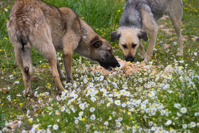 Gönüllüler ormana bırakılan sahipsiz köpeklerin bakımını üstlendi