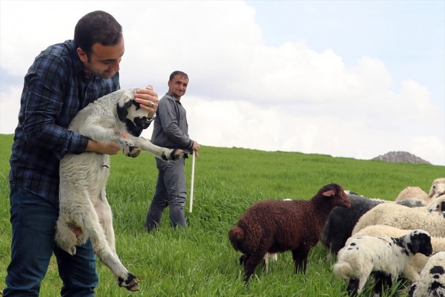 Mühendis kardeşler baba mesleği çobanlıktan vazgeçmiyor