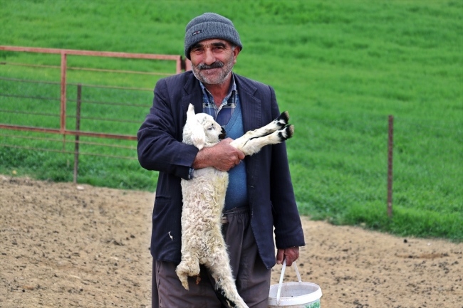 Mühendis kardeşler baba mesleği çobanlıktan vazgeçmiyor