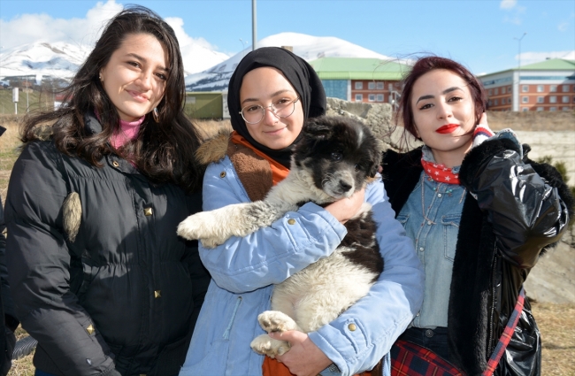 Öğrencilerin sahiplendiği köpekler fakültenin maskotu