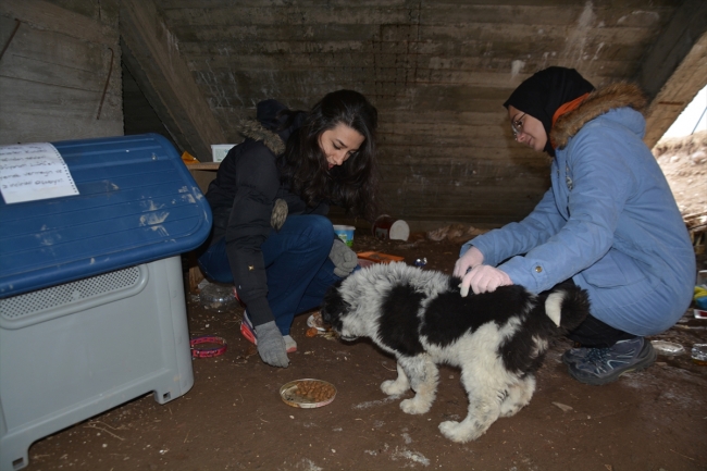 Öğrencilerin sahiplendiği köpekler fakültenin maskotu