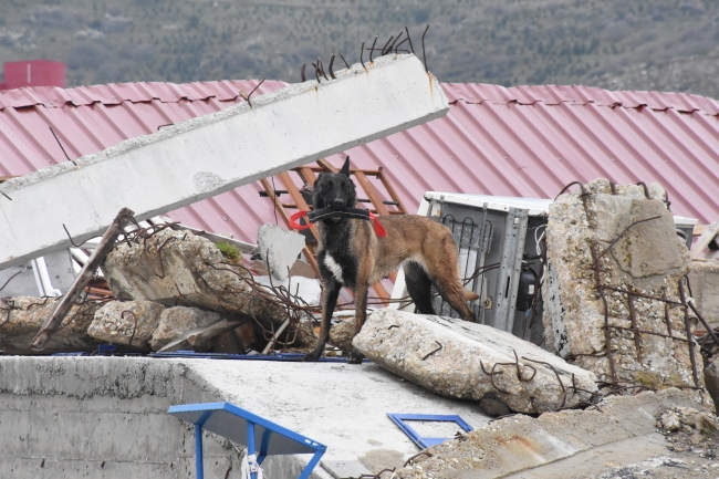 Hayat kurtaran köpeklerin zorlu eğitimi