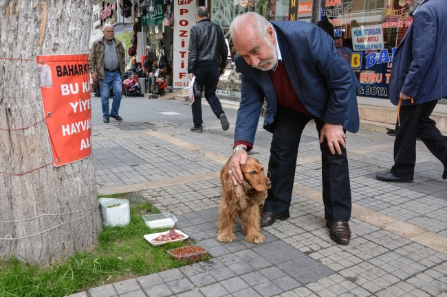 Her gün beslediği sokak hayvanlarına çocukları gibi bakıyor