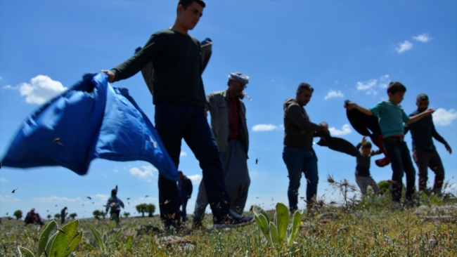 Şanlıurfa'da çekirge istilası