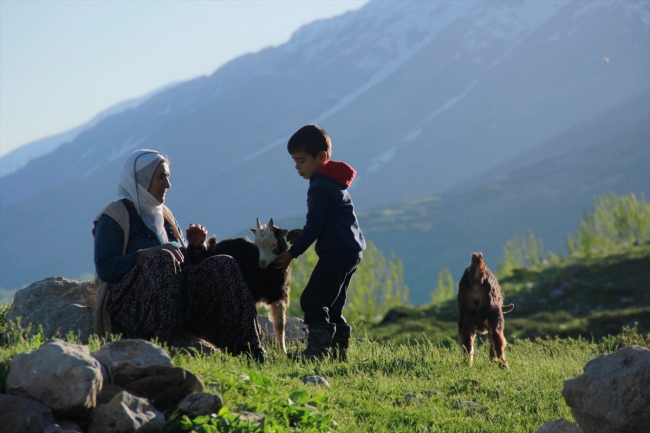 Tunceli'de oğlaklar meralarla buluştu