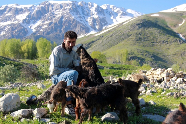 Tunceli'de oğlaklar meralarla buluştu