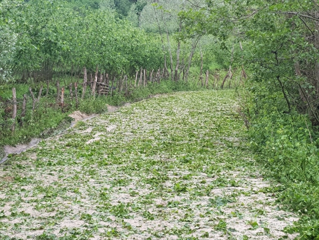 Ordu'da ceviz büyüklüğünde dolu yağdı