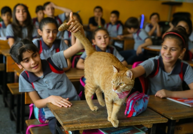 Kedi Tombi'ye hüzünlü veda