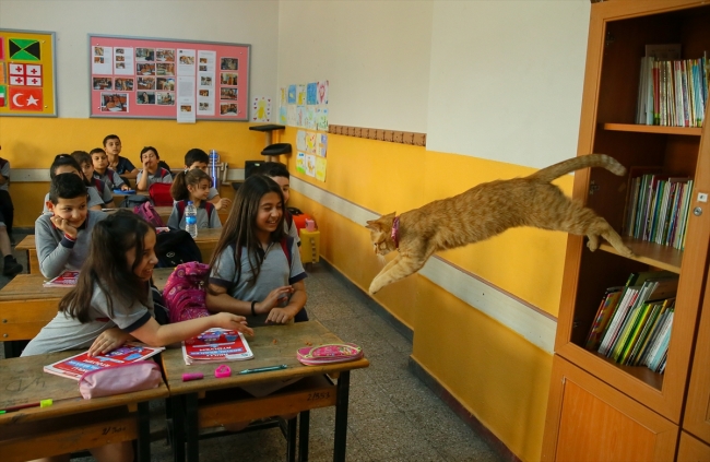 Kedi Tombi'ye hüzünlü veda