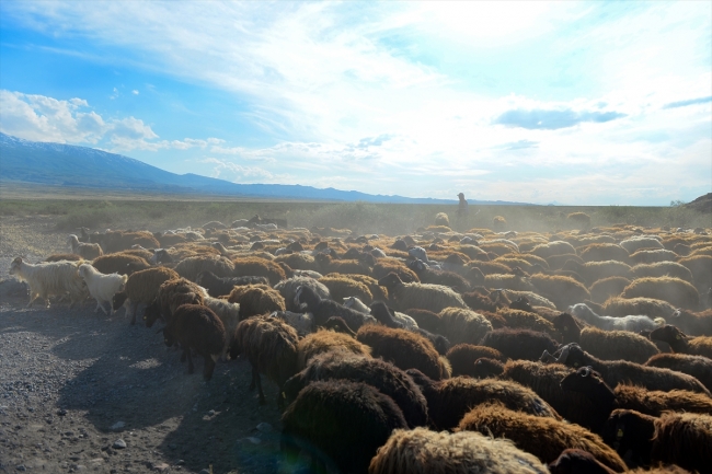 Sürülerin Ağrı Dağı'na uzun göç yolculuğu