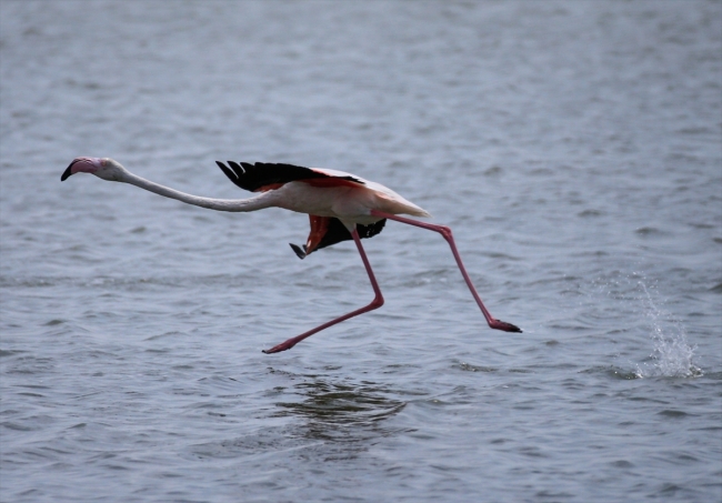 15 bini aşkın flamingo kanat çırpmaya hazırlanıyor