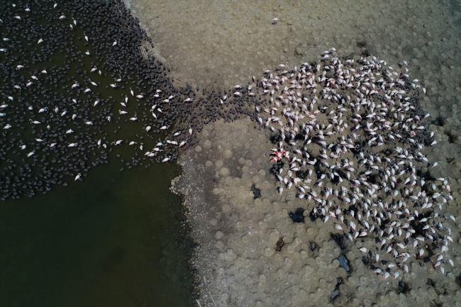 15 bini aşkın flamingo kanat çırpmaya hazırlanıyor