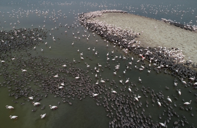 15 bini aşkın flamingo kanat çırpmaya hazırlanıyor