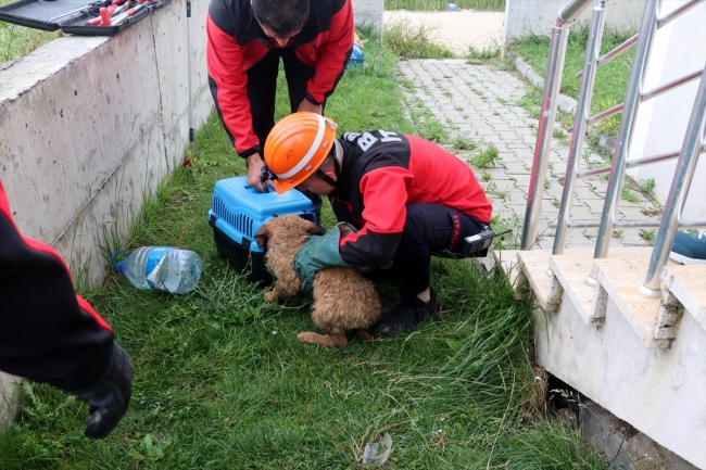 Kuyuya düşen yavru köpekleri itfaiye kurtardı