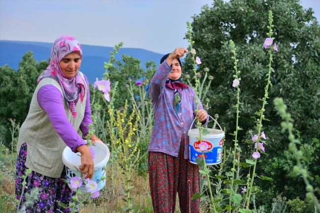 Hatmi çiçeğinin "şifa" yolculuğu