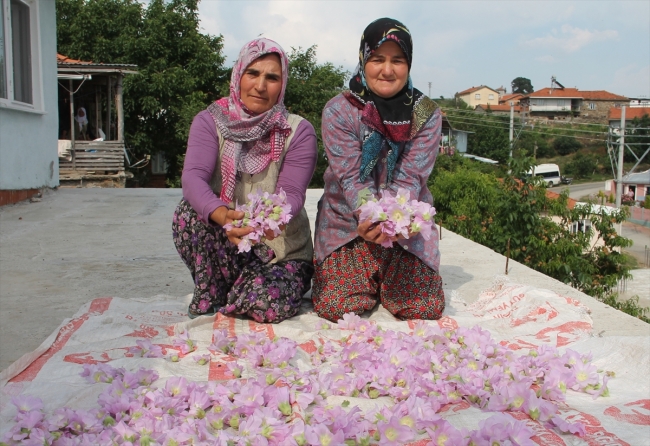 Hatmi çiçeğinin "şifa" yolculuğu