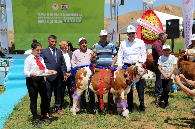 Buzağılar güzellik yarışması için süslendi