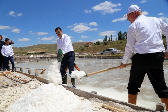 Buzağılar güzellik yarışması için süslendi