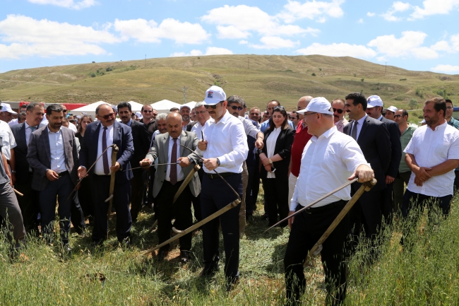 Buzağılar güzellik yarışması için süslendi