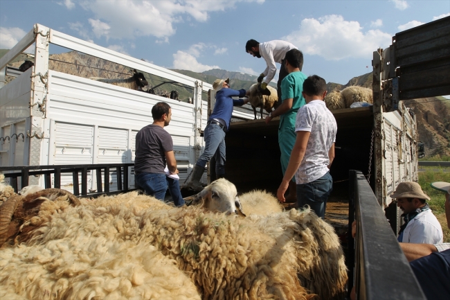 Hakkari'de 47 çiftçiye 987 küçükbaş hayvan dağıtıldı