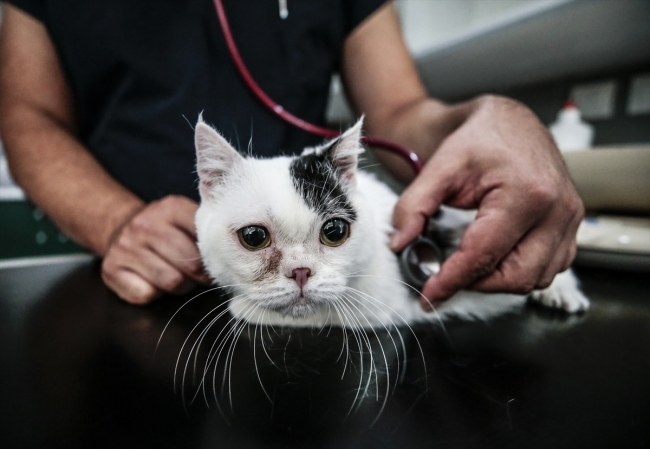 Cüce kedi Kaju'ya özel bakım yapılıyor