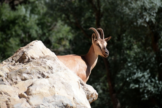 Gümüşhane'de yaban keçisi artıyor